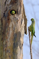 Halsbandparkiet (Psittacula krameri) 3-2017 6274